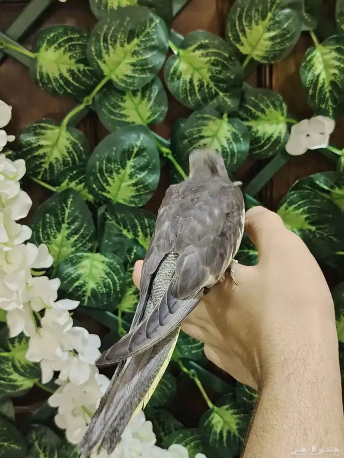 تم بيع فرخ كروان 1