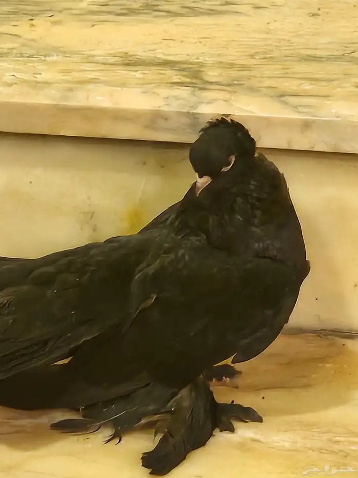 حمام لونق فيس و اوزبك صك اسود 12