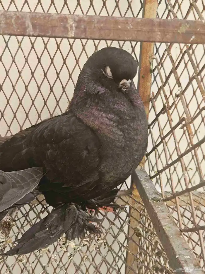 حمام لونق فيس و اوزبك صك اسود 2