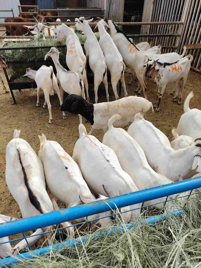 سواكنى وبربرى وتيوس 2