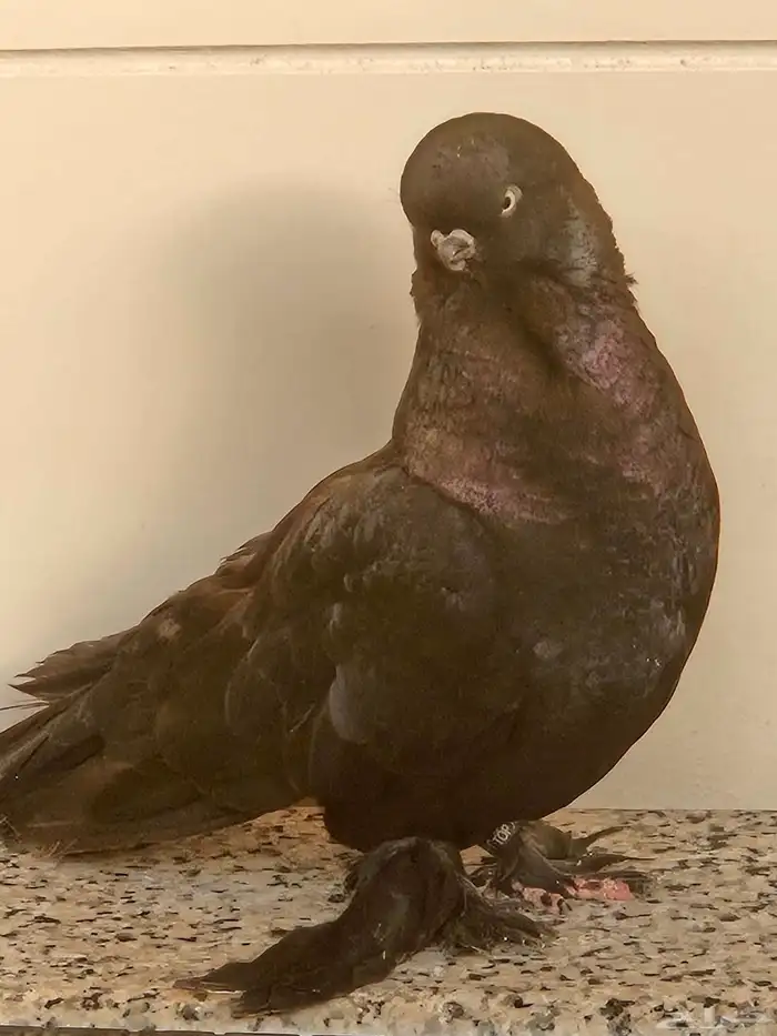 حمام لونق فيس و اوزبك صك اسود 8