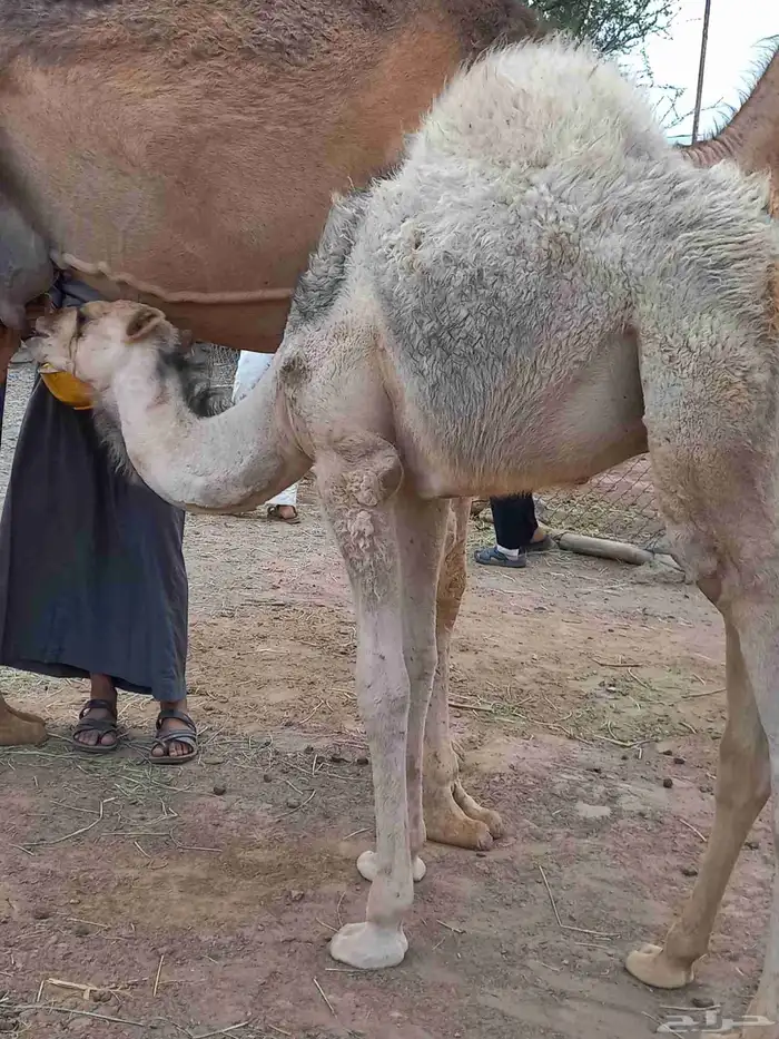 قعودين على حليب امهاتها سمان 8