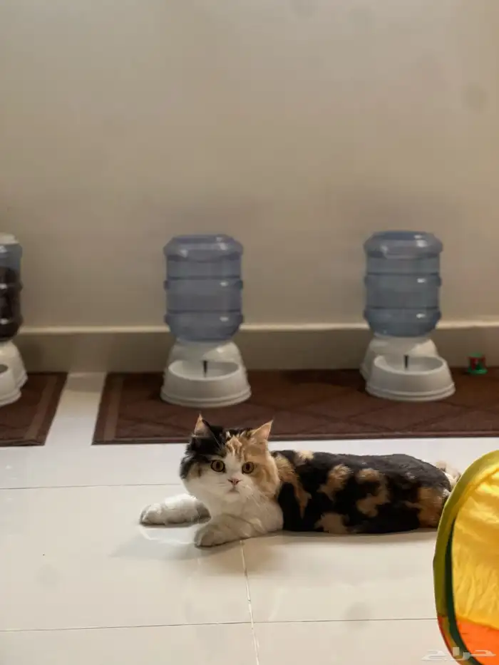 فندقة قطط الدمام الظهران الخبر cat boarding 1