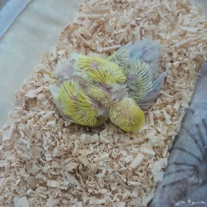 عصافير روز فراخ 1