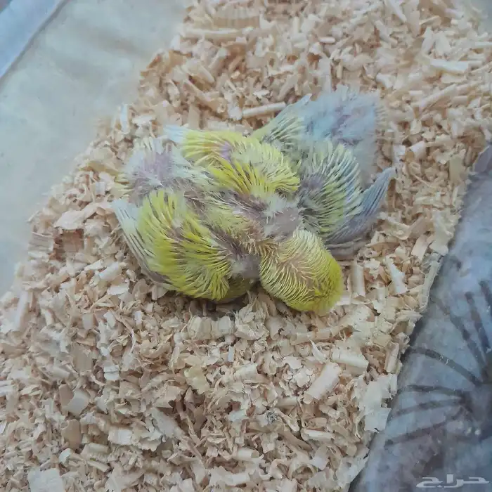 عصافير روز فراخ 0