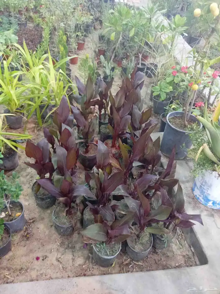 زراعة وتنسيق الحدائق 3