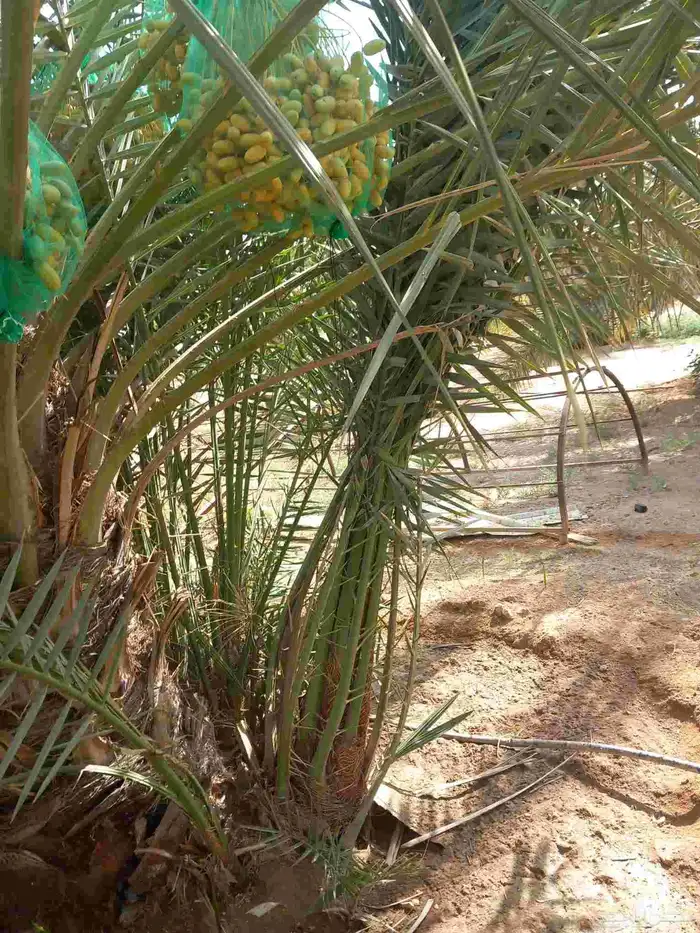 نخيل مثمره للبيع 2