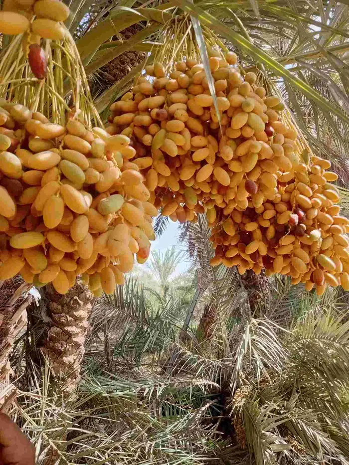 نخيل للبيع وأسعار طيبه 4