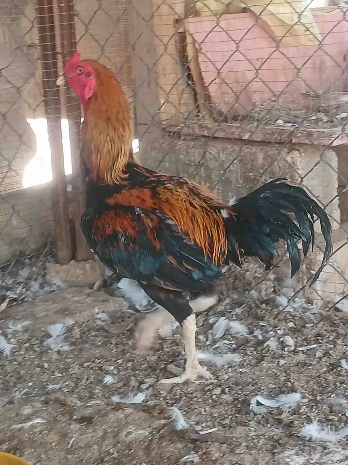 ديك فارسي جرم وحجم ما شاء الله 0
