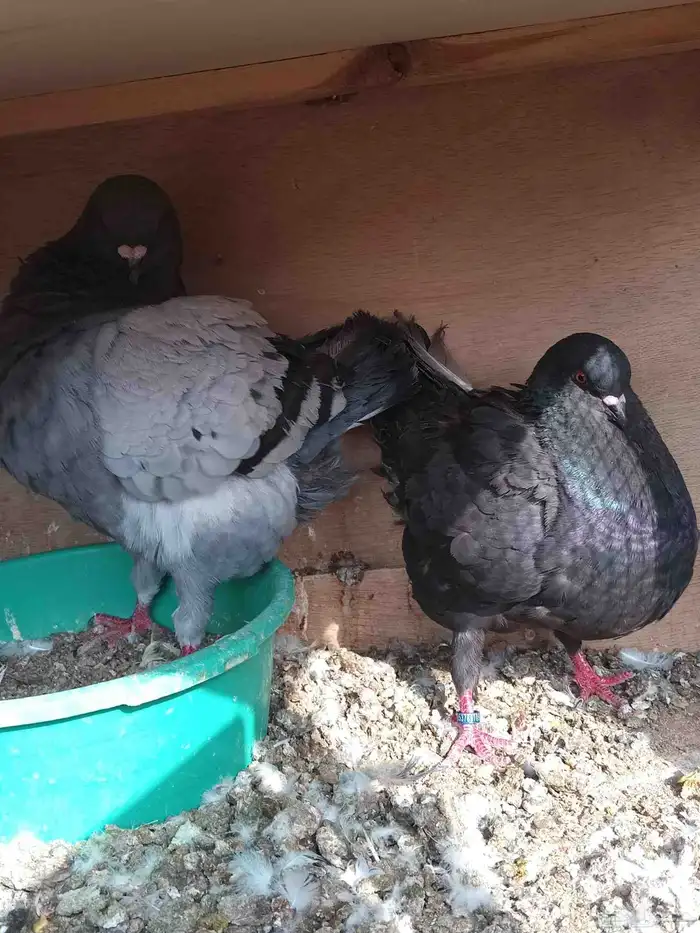 البيع اجواز كنق 5