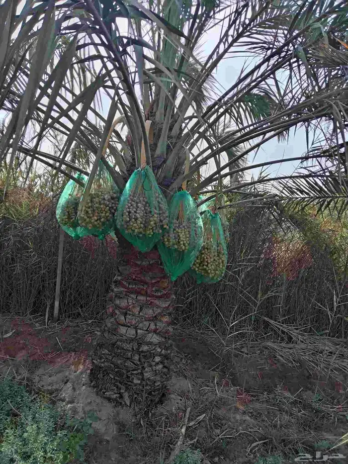 ابوياسين لبيع جميع انواع النخيل البلدي والواشنطن 3