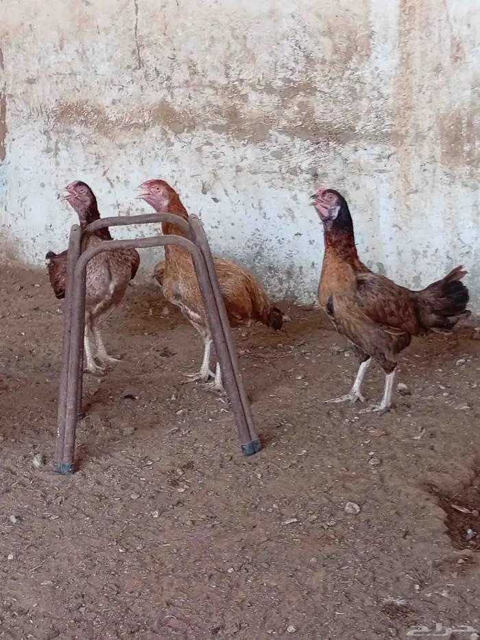 دجاج باكستاني 2