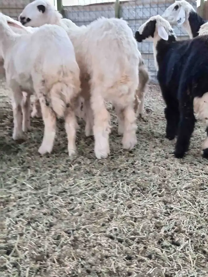 رخال لسن جذع فل الفل شحم شرط نظيف على الشرط 3