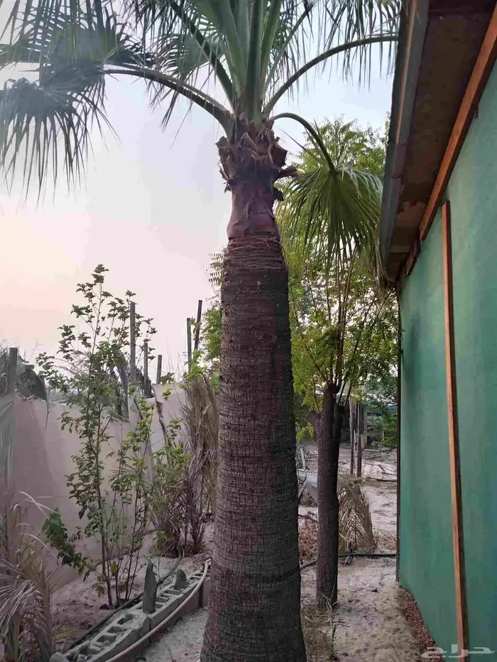 ابوياسين لبيع جميع انواع النخيل البلدي والواشنطن 6