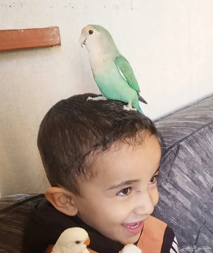 جوز روز منتج مع فرخ عمر اسبوع أليف لعوب هد داخلي 0