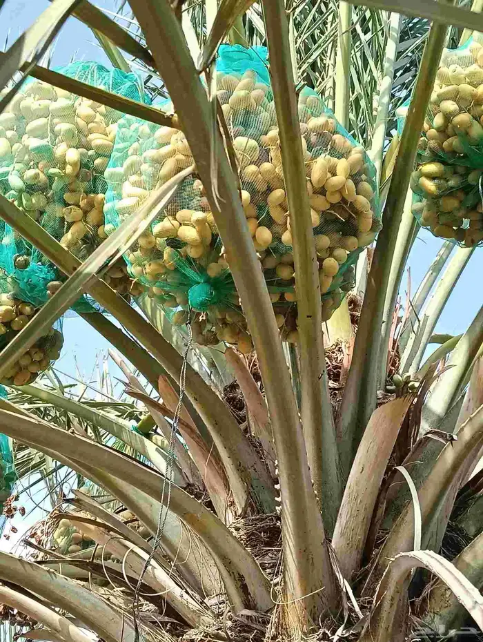 يوجد لدينا مزرعه خلاص 2000 نخله من حب يتواصل معنا 6