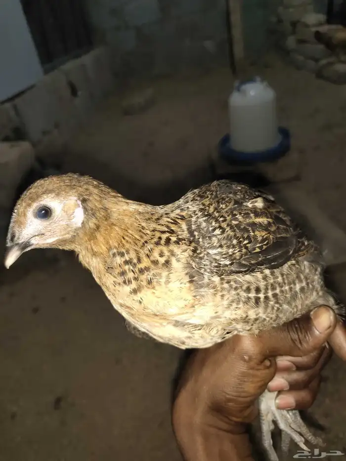 دجاج عمر 3 اشهر 6