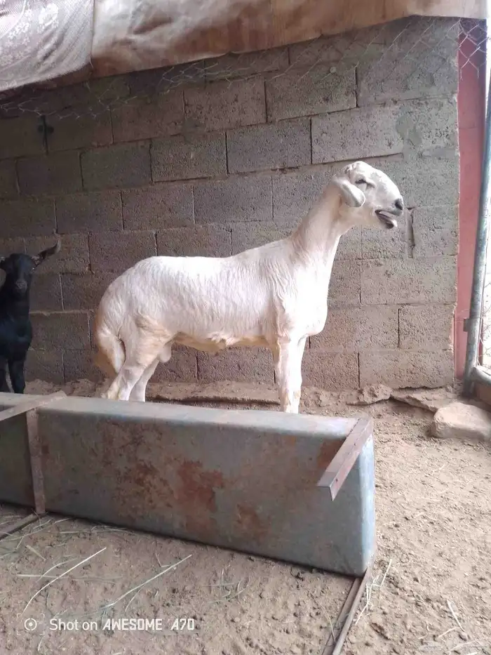خروف كفوو فل الفل مواصفات وشحم 5