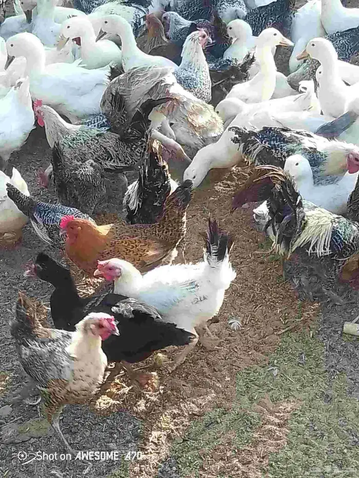 دجاج فيومي 4