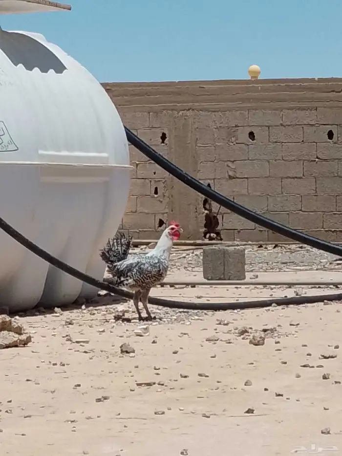 ديك نضيف لبيع 0