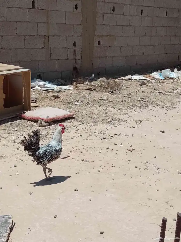 ديك نضيف لبيع 1
