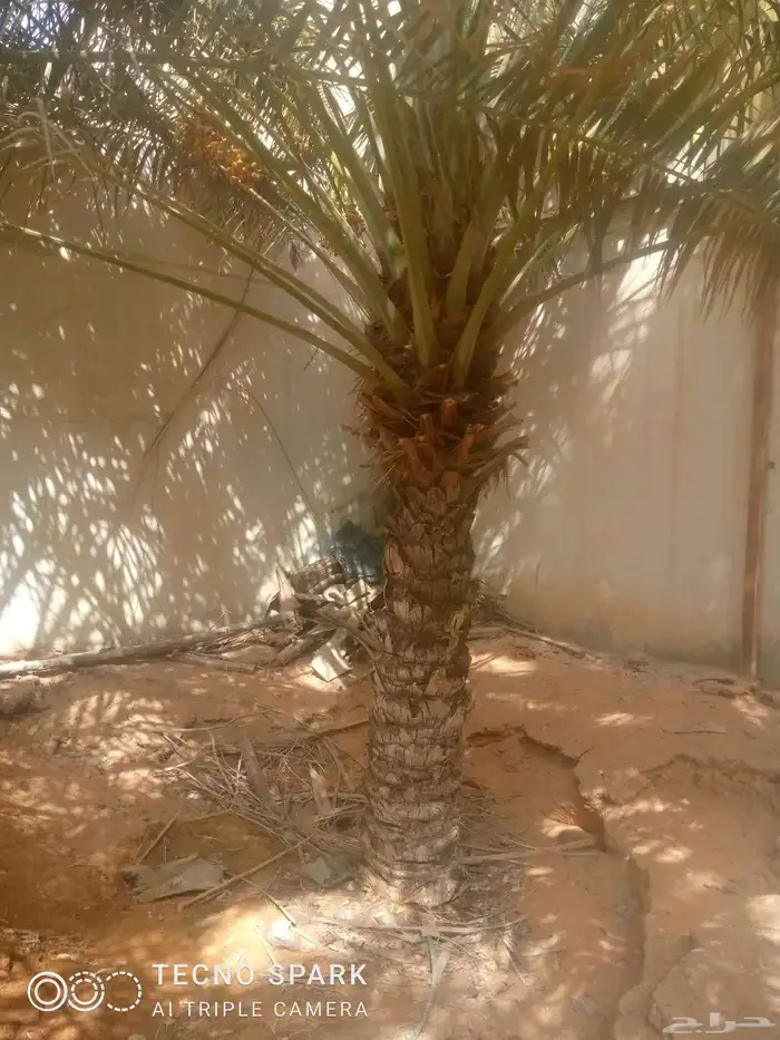 مقاولات تركيب الشبوك بجميع انواعه وشلع انخل وغرسه وصيانته 2