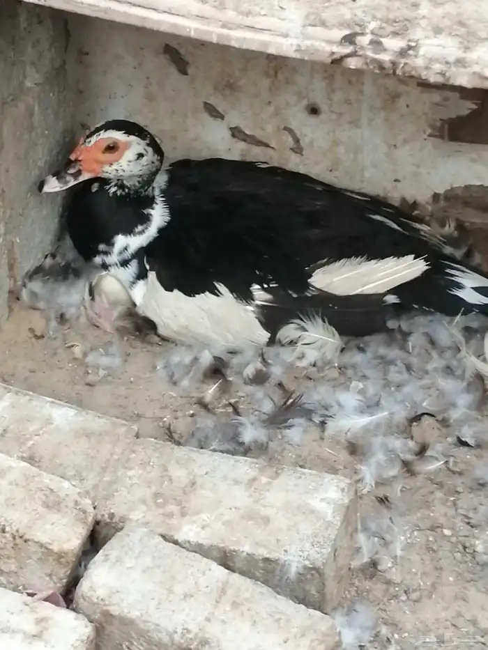 بطه مصريه راجنه 3