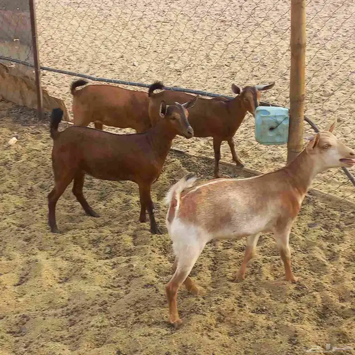 جفار جنوبيات مندي مغلقات شحم 2