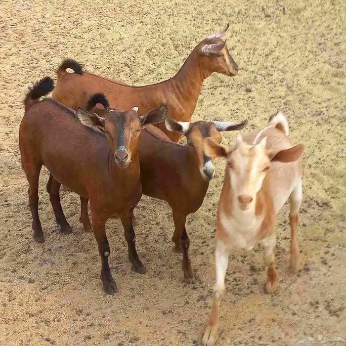 جفار جنوبيات مندي مغلقات شحم 0