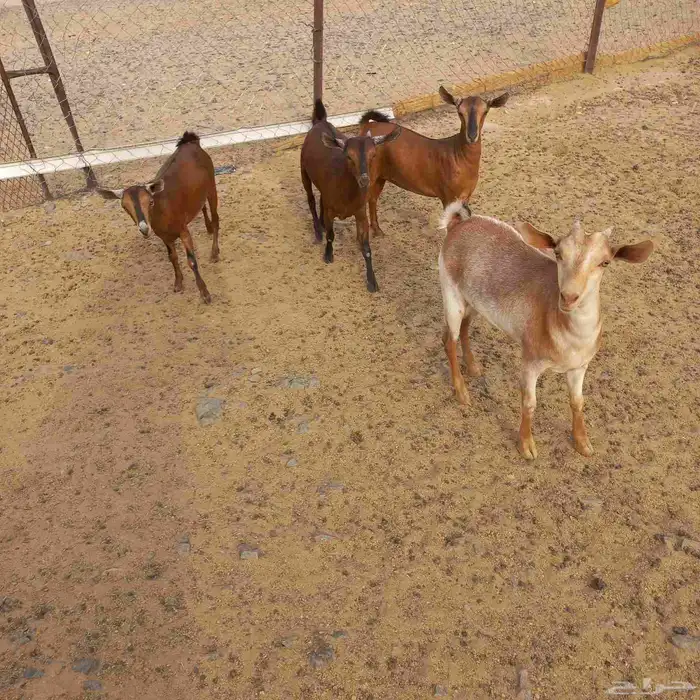 جفار جنوبيات مندي مغلقات شحم 7