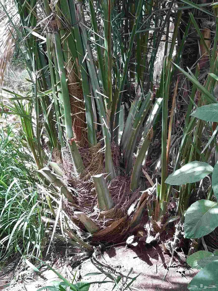 نخل عربي نقايل وفسايل ونخل واشنطوني 2