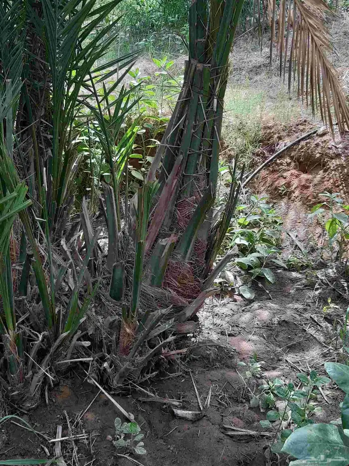 نخل عربي نقايل وفسايل ونخل واشنطوني 3