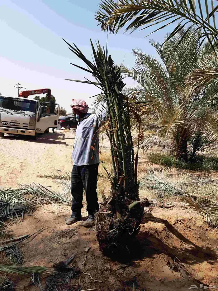 نخل عربي نقايل وفسايل ونخل واشنطوني 5