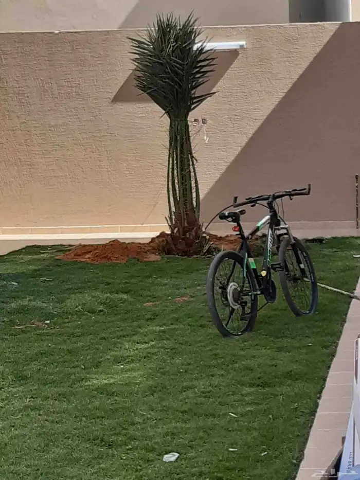 نخل عربي نقايل وفسايل ونخل واشنطوني 1