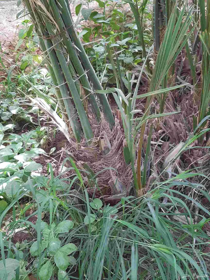 نخل عربي نقايل وفسايل ونخل واشنطوني 4