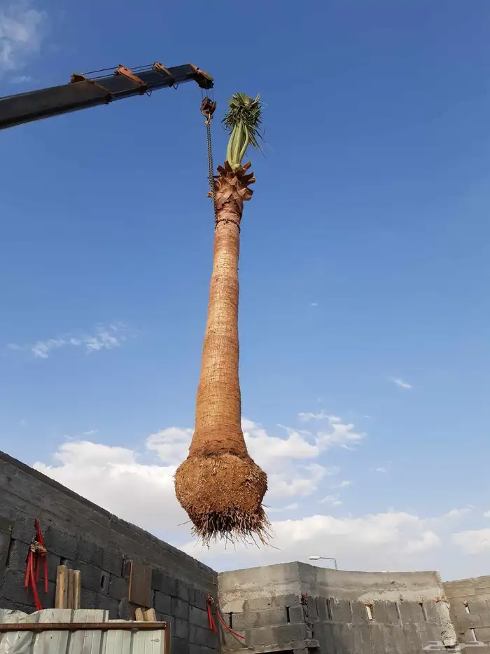نخل عربي نقايل وفسايل ونخل واشنطوني 7
