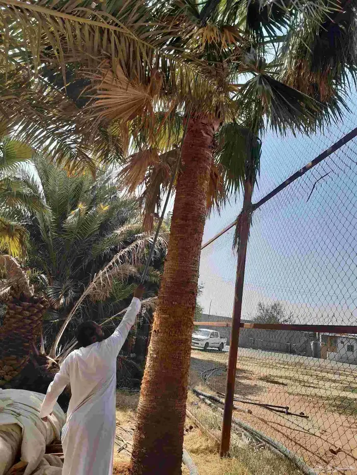 نخل عربي نقايل وفسايل ونخل واشنطوني 6