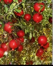 أشجار رمان طايفي درجه اولى 5