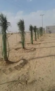 يوجد لدينا جميعا انوع انخيل الرياض المزحميه الدوادمي 6