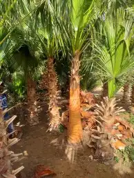 يوجد لدينا جميعا انوع انخيل الرياض المزحميه الدوادمي 5