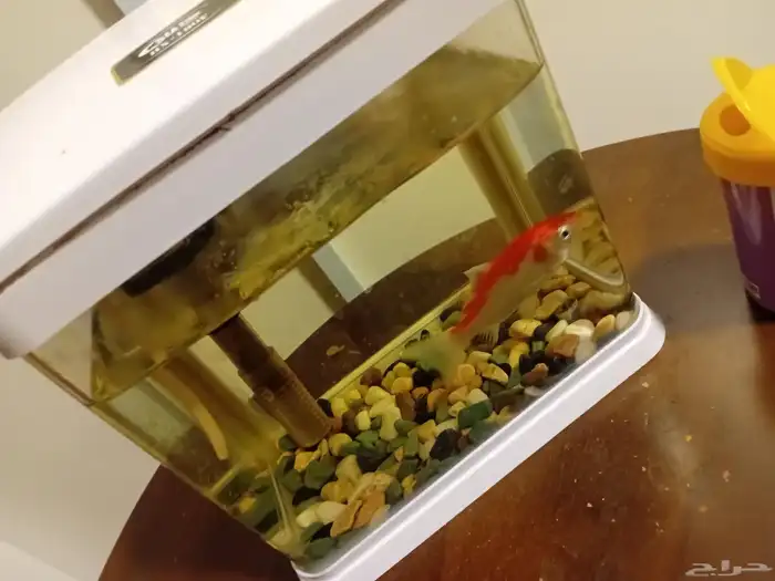 كنب امريكي مفرد قطعه واحده بحاله ممتازة. سمك زينه مع الحو 6