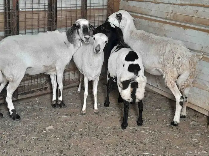 رخال ثنايا دفيع 1