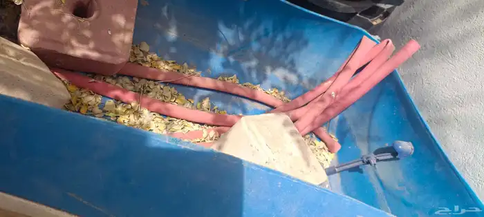 معلف حديد قوي شبه جديد ومشرب بعوامة ومكعبات املاح 3 حبات 1