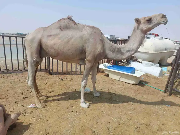 شعله عشراء مفرودجناها قبل اسبوع سليمه العزاريب حد3500 2