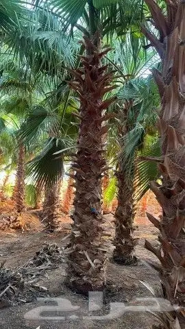 نخل مثمر للبيع مجدول خضري دخيني ونانه صفاوي نخيل اخلاص سكري 3