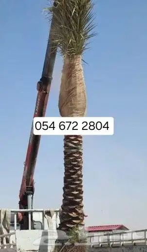 يوجد تيل طبيعي سعر المتر 10ريال يوجد صيانة منزلية 6