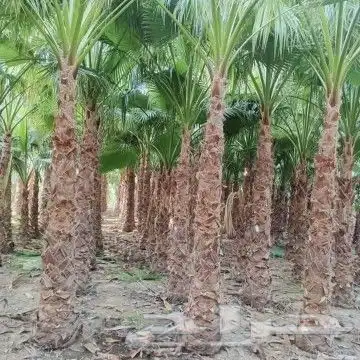 يوجد تيل طبيعي سعر المتر 10ريال يوجد صيانة منزلية 0