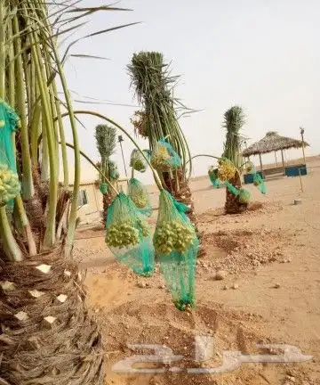 نخل مثمر للبيع مجدول خضري دخيني ونانه صفاوي نخيل اخلاص سكري 8