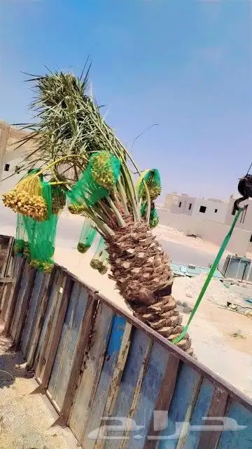 نخل مثمر للبيع مجدول خضري دخيني ونانه صفاوي نخيل اخلاص سكري 0
