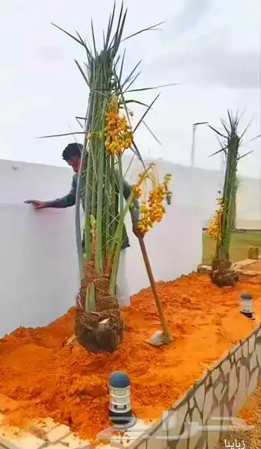 نخل مثمر للبيع مجدول خضري دخيني ونانه صفاوي نخيل اخلاص سكري 10